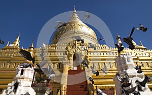 Flying pigeons in front of golden stupa