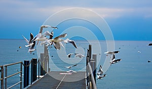 Flying Pigeons - Lake Leman, Lausanne