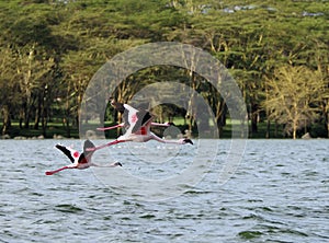 Flying pink Flamingos