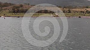 Flying Pink Flamingos in lake