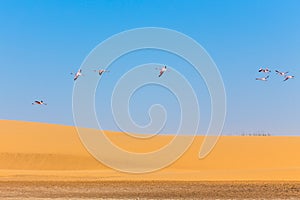 Flying pink flamingos over the dune in Kalahari Desert