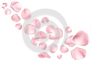 Flying pink rose petals on white background