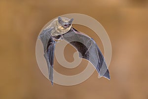 Flying pipistrelle bat