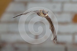 Flying Pipistrelle bat against white brick wall