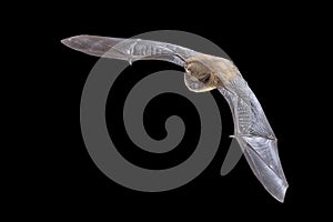 Flying Pipistrelle Bat on black background