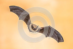 Flying Pipistrelle bat on bright brown background