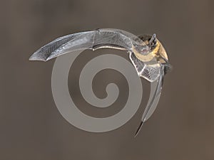 Flying Pipistrelle bat on brown background