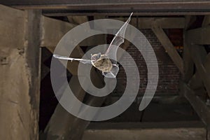 Flying pipistrelle bat in church tower