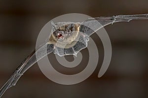 Flying Pipistrelle bat close up