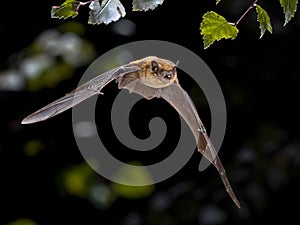 Flying Pipistrelle bat iin natural forest background