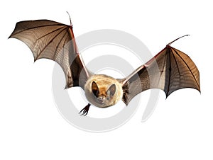 Flying Pipistrelle bat isolated on white background