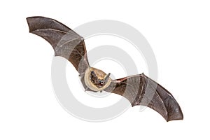 Flying Pipistrelle bat isolated on white background photo