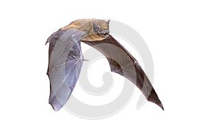 Flying Pipistrelle bat isolated on white background