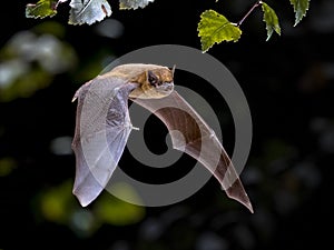 Flying Pipistrelle bat iin natural forest background