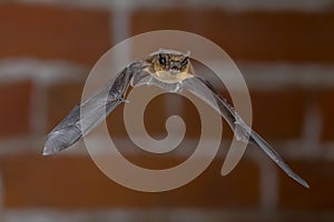 Flying Pipistrelle bat in urban setting