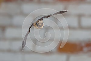 Flying Pipistrelle on white brick wall