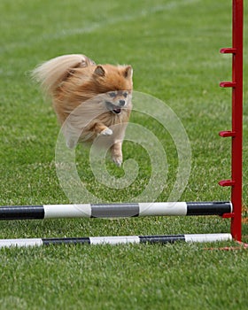 Flying pomeranian