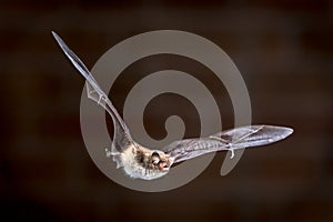 Flying pond bat