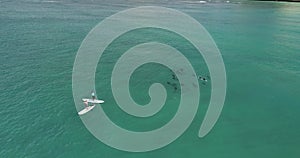 Flying POV, People on SUP next to dolphins off the coast of Malaysia, in deep blue water, slow motion _