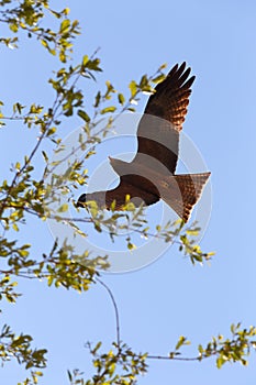 Flying predator bird falcon, okavango, Botswana