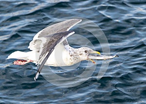 Flying Predatory Seagulls
