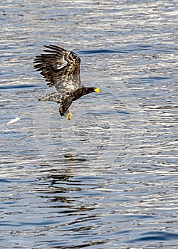 Flying Predatory Stellers Sea-eagle