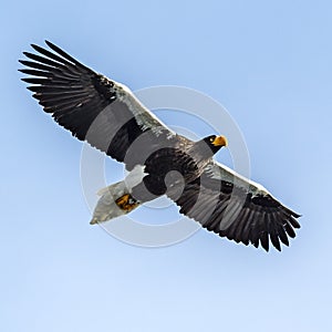 Flying Predatory Stellers Sea-eagle