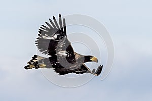 Flying Predatory Stellers Sea-eagle