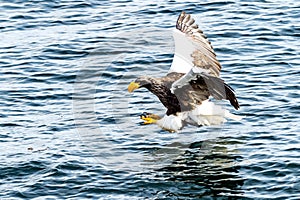 Flying Predatory Stellers Sea-eagle