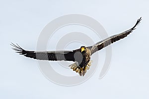 Flying Predatory Stellers Sea-eagle