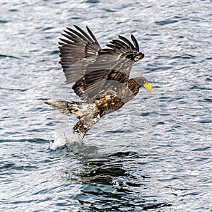 Flying Predatory Stellers Sea-eagle