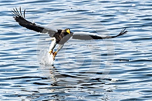 Flying Predatory Stellers Sea-eagle