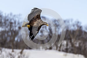 Flying Predatory Stellers Sea-eagle