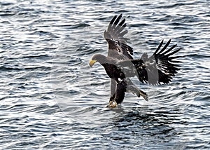 Flying Predatory Stellers Sea-eagle