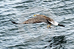 Flying Predatory Stellers Sea-eagle