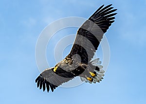 Flying Predatory Stellers Sea-eagle