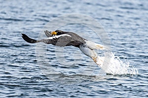 Flying Predatory Stellers Sea-eagle