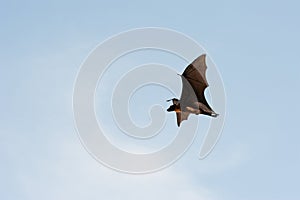 Flying Pteropus