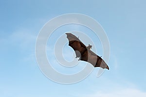 Flying Pteropus