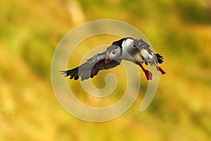 Flying puffin, Atlantic Puffin, Fratercula artica, arctic black and white cute bird with red bill on yellow background photo