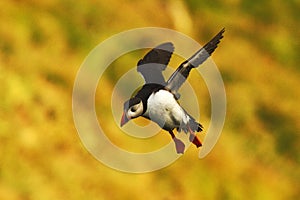 Flying puffin, Atlantic Puffin, Fratercula artica, arctic black and white cute bird with red bill on yellow background, outstretch