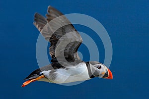 Flying puffin. Atlantic Puffin, Fratercula artica, artic black and white cute bird with red bill sitting on the rock, nature habit