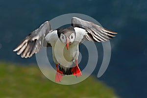 Flying puffin. Cute bird on the rock cliff. Atlantic Puffin, Fratercula artica, artic black and white cute bird with red bill