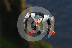 Flying puffin. Cute bird on the rock cliff. Atlantic Puffin, Fratercula artica, artic black and white cute bird with red bill photo