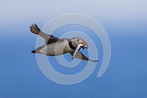 Flying Puffin with fish