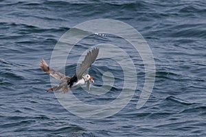 Flying puffin with sandeels in its beak