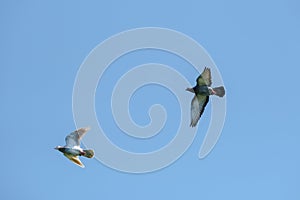 Flying racing pigeons and a blue sky