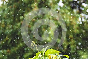 Flying raindrop in the garden splashes, a sprout on the background of rain