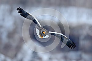 Flying rare eagle. Steller`s sea eagle, Haliaeetus pelagicus, flying bird of prey, with blue sky in background, Hokkaido, Japan.