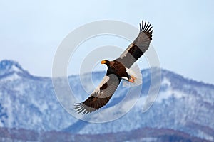 Flying rare eagle. Steller's sea eagle, Haliaeetus pelagicus, flying bird of prey. Hokkaido, Japan.